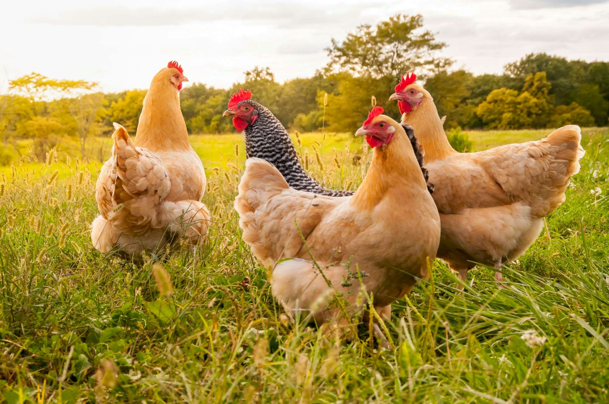 Horecagroothandels zetten grote stap voor kippenwelzijn