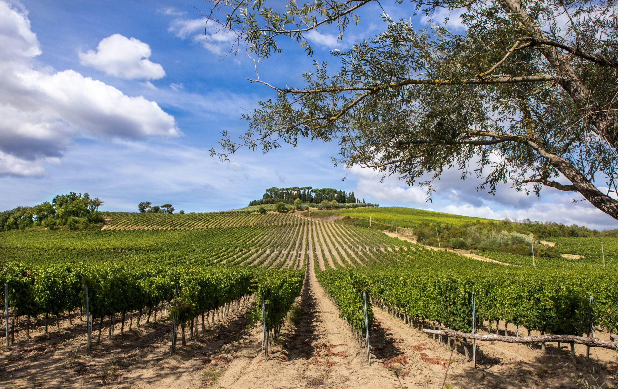 'Gasten verrassen met de authentieke smaak van Chianti Classico wijn'