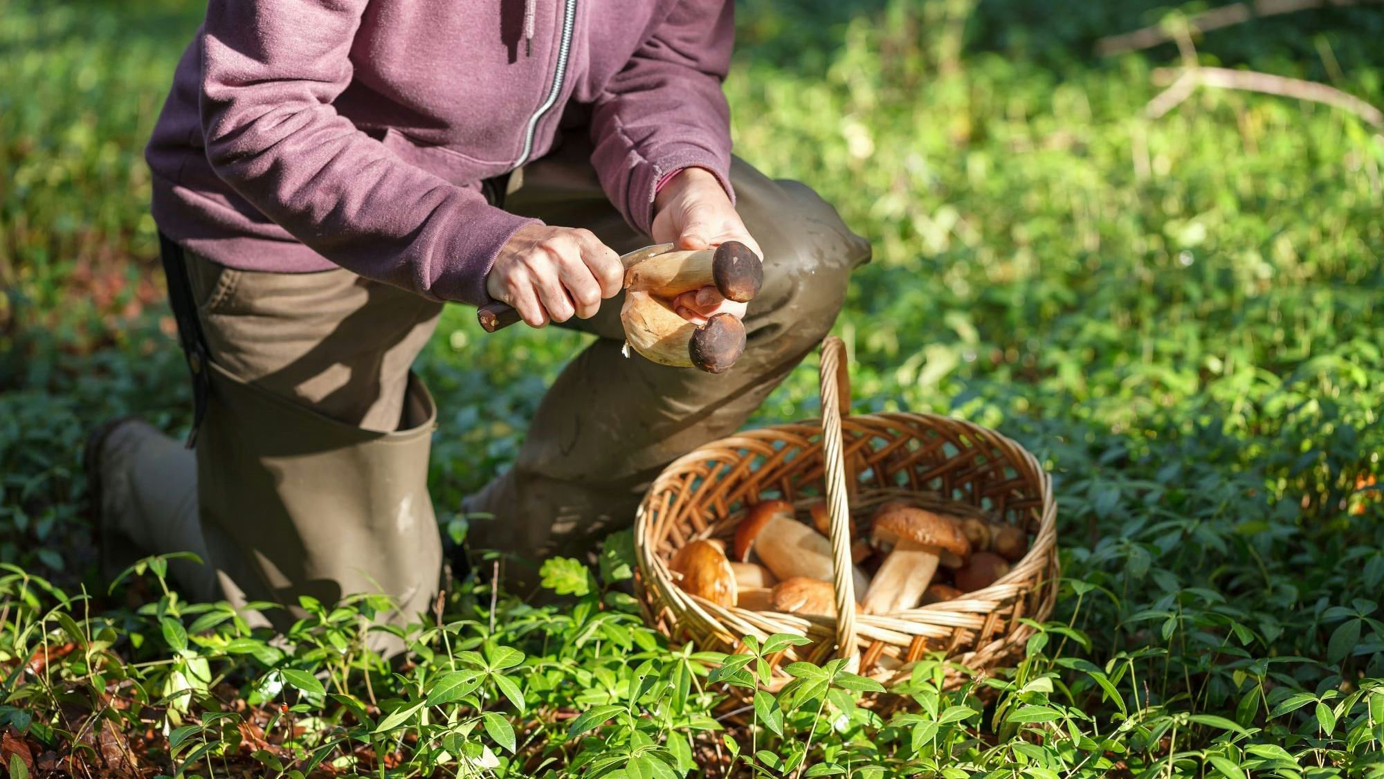 Horecatrends: opkomst elixers, Gen-Z en botanische gastronomie