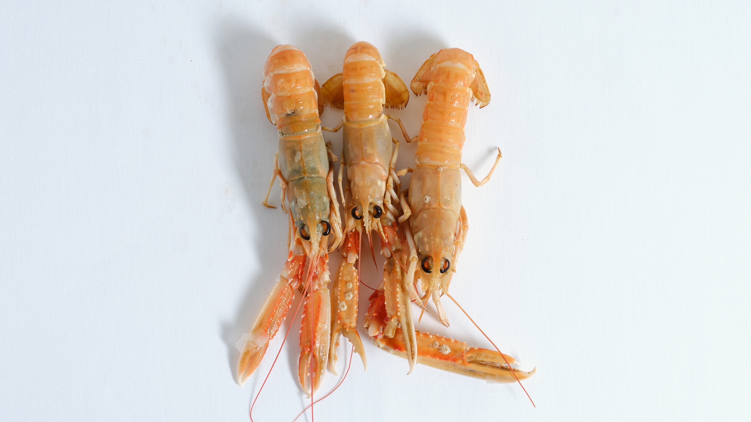 Foto credits: Rinze Vegelien