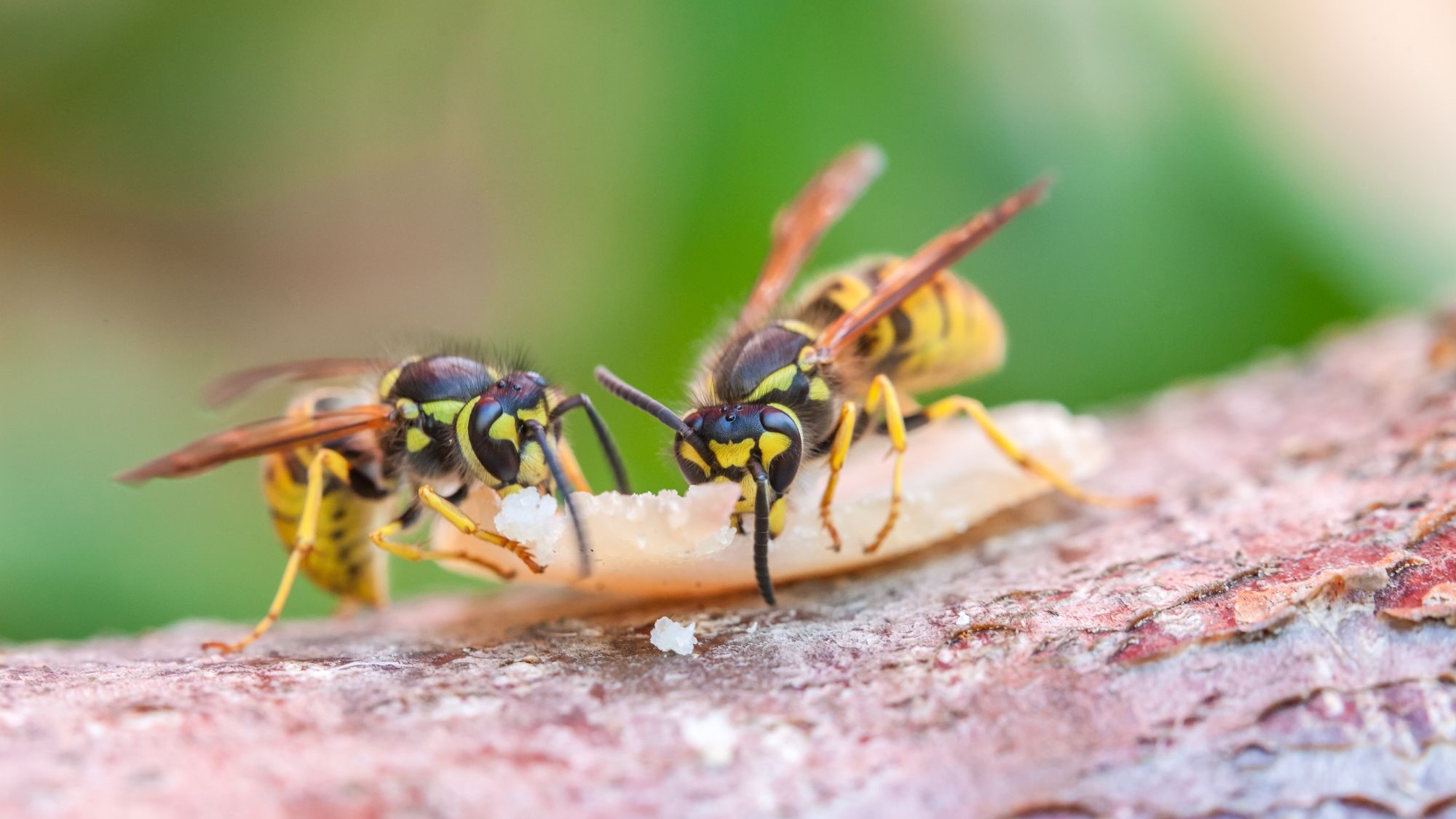 Duurzamer en goedkoper minder wespen op het terras?