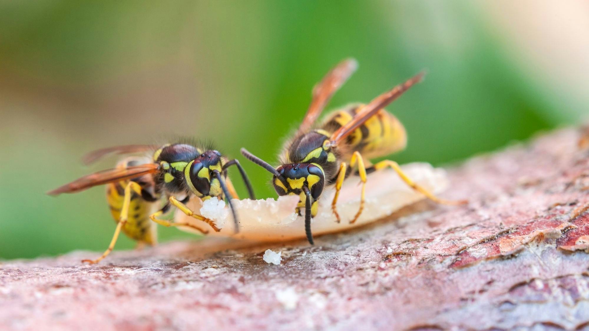 Duurzamer en goedkoper minder wespen op het terras?