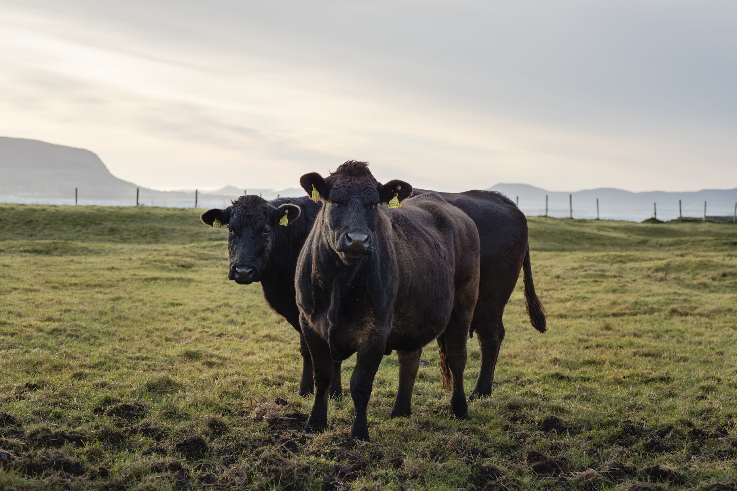 Ierse Black Angus runderen in Sligo Bay, Ierland.