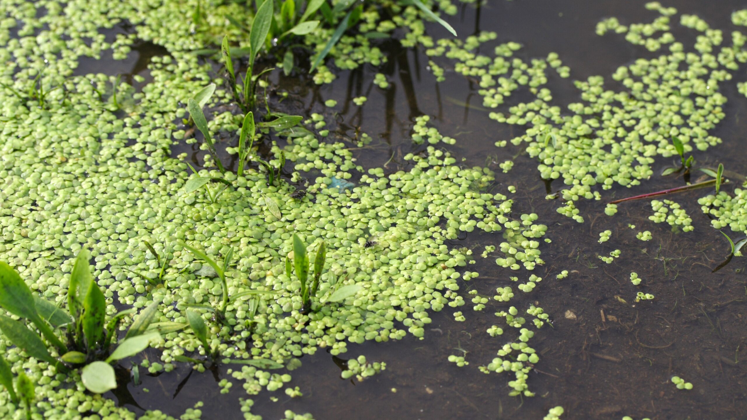 Eiwitrijk eendenkroos goedgekeurd om op te eten