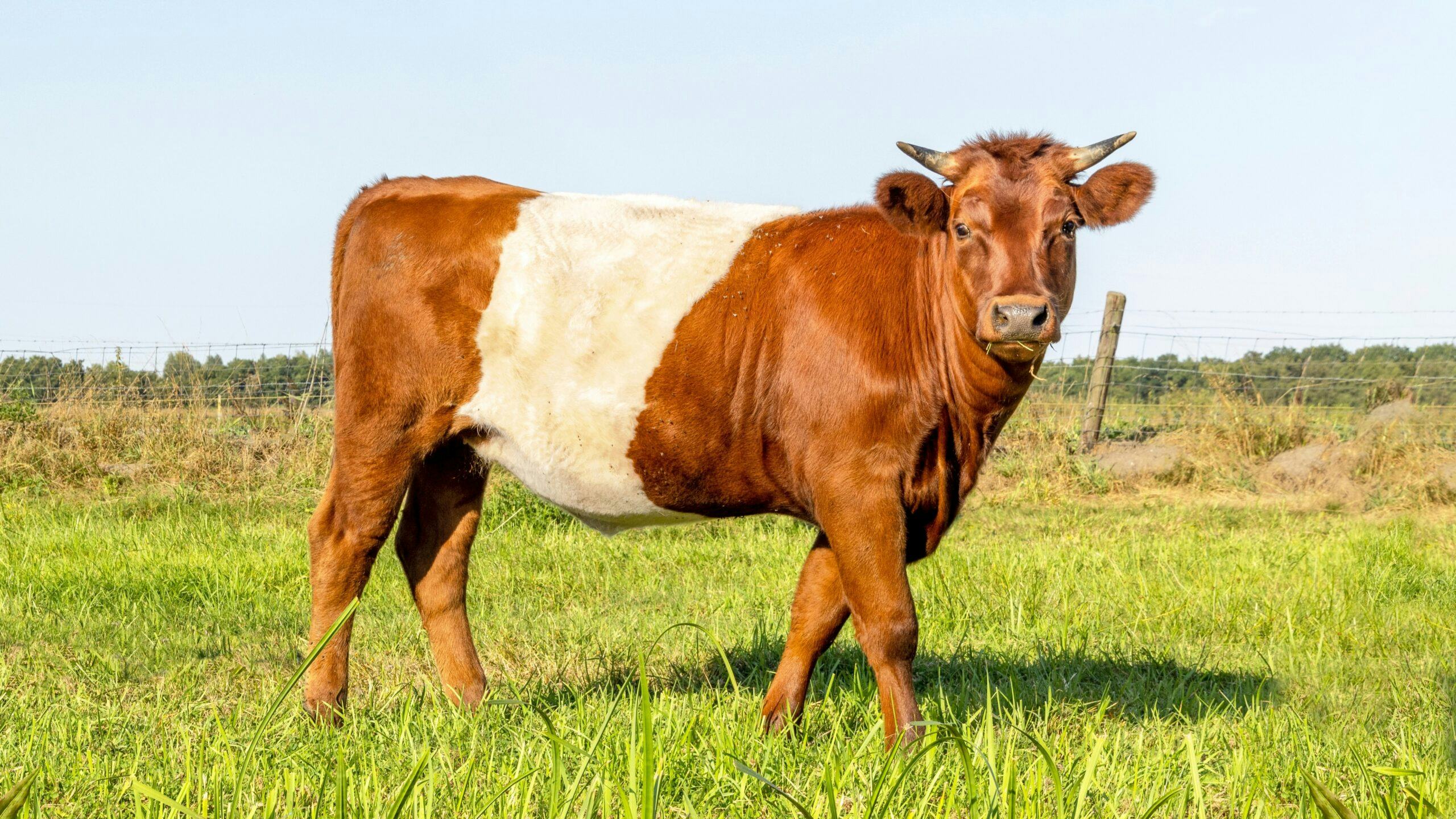 Biodiversiteit op je Bord zet vogelvriendelijk rundvlees op de (menu)kaart in Zuid-Holland