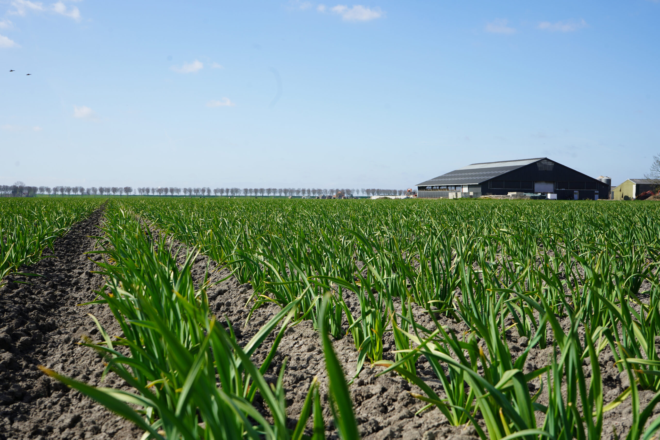 De witte bollen met hun groene stengels in de Beemster.