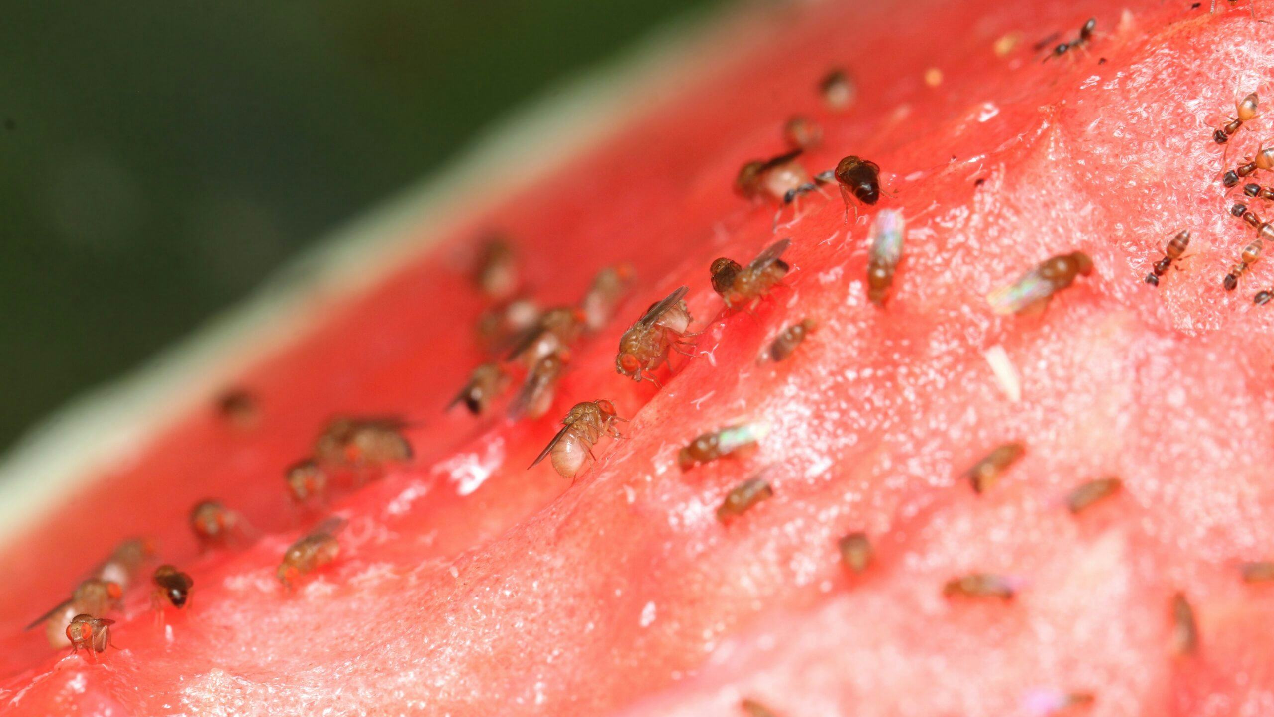 fruitvliegjes bestrijden horeca