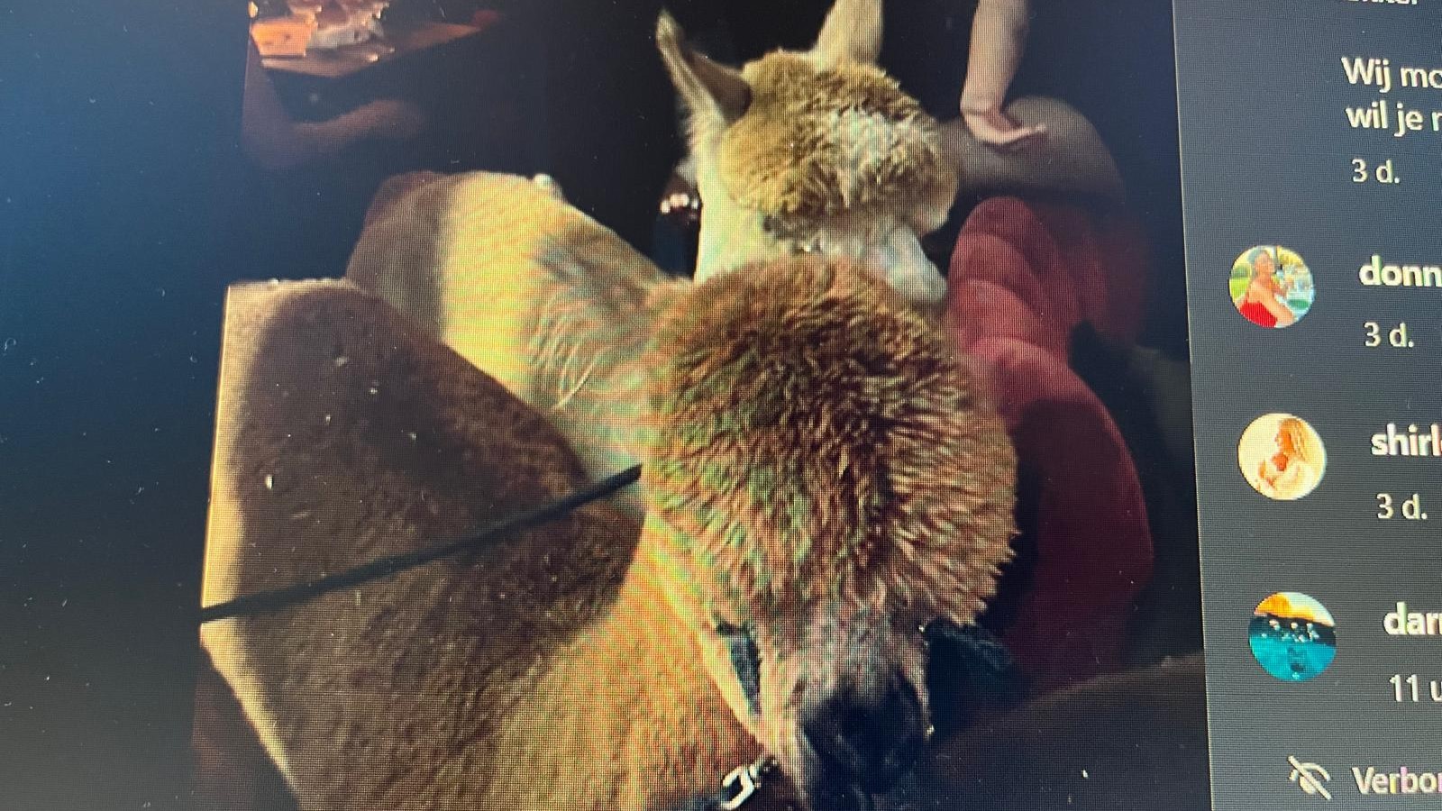 De beelden van de alpacas bij restaurant Morena werden gedeeld op social media